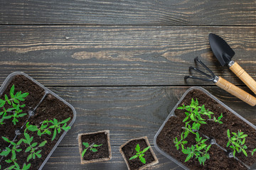 Eco friendly pots with young tomato sprouts on wooden background, garden trowel and rakes