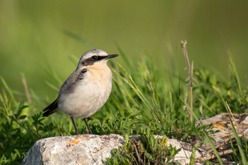 Northern Wheatear, Oenanthe oenanthe, sits on a stone on a beautiful green background
