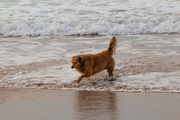 dogs on the beach of Atxabiribil, Sopelana, in Vizcaya. In the afternoon