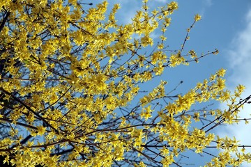 forsythia bush with yellow flowers at spring