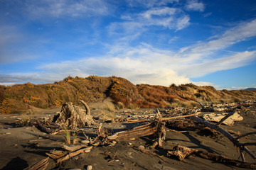 Dry driftwood on a beach during sunset on the west coast of the South Island, New Zealand
