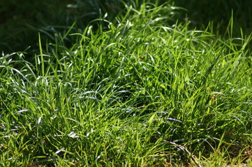 gras