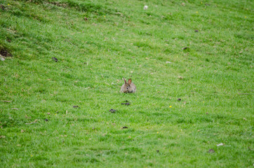 Obraz premium rabbit on the grass