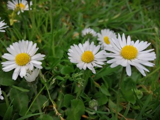 Obraz premium daisies in green grass