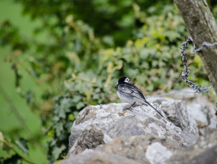 pied wagtail