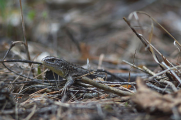 Grey lizard in the wild nature of Russia. Selective focus