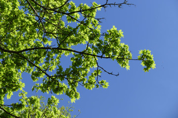 Ahorn Baum, mit frischen Blättern und Trieben, im Frühjahr