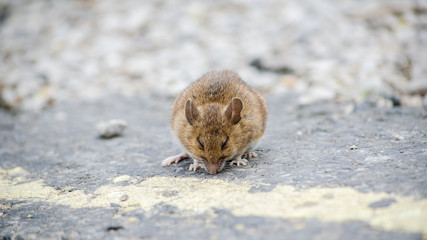 mouse resting