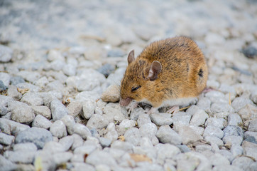 mouse resting