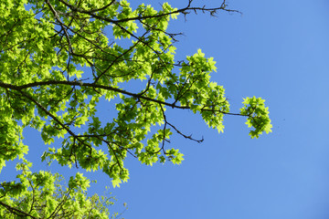 Ahorn Baum, mit frischen Blättern und Trieben, im Frühjahr