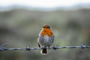 Fototapeta premium robin on a wire