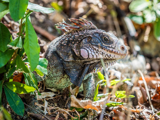 Iguana in the jungle