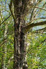 Birke, alter Baum, Stamm umschlungen von Efeu und Lianen