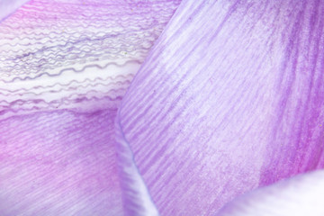 Pretty Purple Tulip Flower Petal on White Background