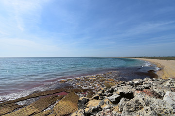 Fototapeta na wymiar Seaweed pollution by Durankulak Beach, Black Sea, Bulgaria