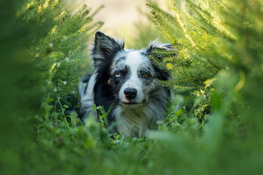 Border collie dog between little conifers
