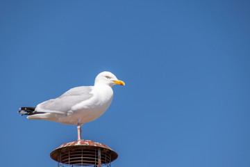 Seagull perched on an air vent