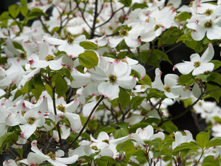 Cornus florida - Cornouiller à fleurs d'Amérique à magnifique floraison blanche teintées de rose