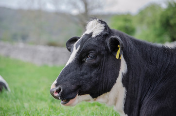 cow in a field