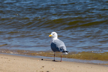 Seagull on beach at edge of the ocean