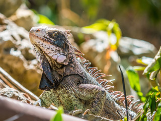 Iguana in the jungle
