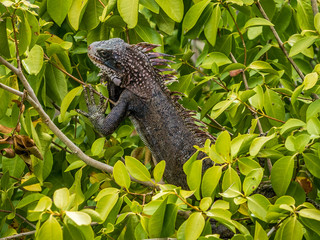 Tropical iguana in the tree