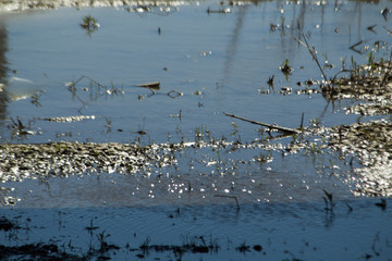 ripples in a puddle