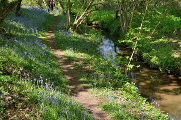 Sentier de Bretagne le long d'un ruisseau