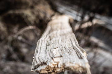 Landscape Shots
