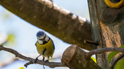 Blaumeise auf einem Ast