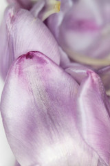 Pretty Purple Tulip Flower Petal on White Background