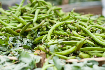 Fava Beans