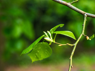 OLYMPUS DIGITAL CAMERA - NEW LEAF