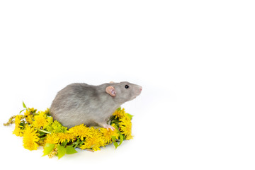 Cute rat on a white isolated background inside a dandelion wreath. Pets, rodents.