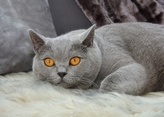 British shorthair cat with expressive orange eyes, that's laying on the couch. Look at the camera.
