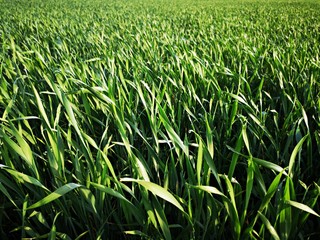 Fields of green wheat under blue sky. Morning dew. 