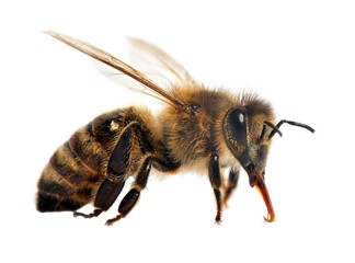 bee or honeybee or honey bee isolated on the white