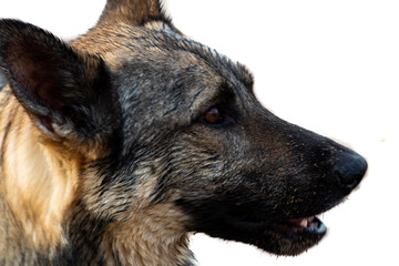 photo of a dog in studio with colored background to highlight animal profiles