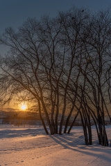 Sunset on snow and tree