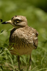 Alcaraban en el campo