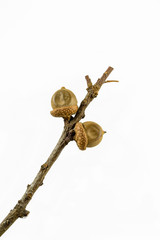 Two acorns of red oak on a branch isolated on the white background.