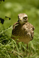 Alcaraban en el campo