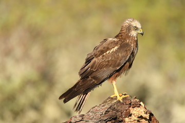 Aguila lagunero macho en la naturaleza
