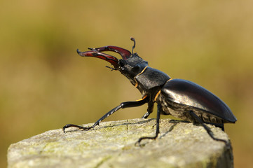 Escarabajo con cuernos