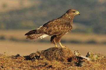 Aguila ratonero en la naturaleza