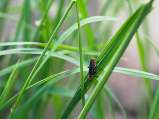 Gemeiner Weichk&auml;fer auf Gras krabbelnd. Cantharis fusca