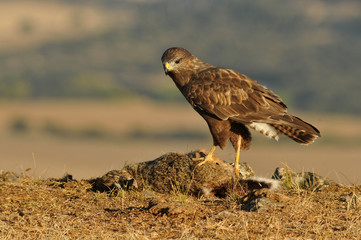 Aguila ratonero en la naturaleza