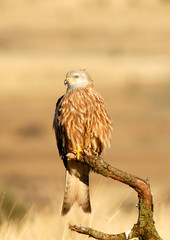 Milanos en la naturaleza