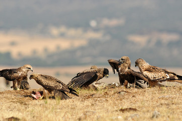 Milanos en la naturaleza