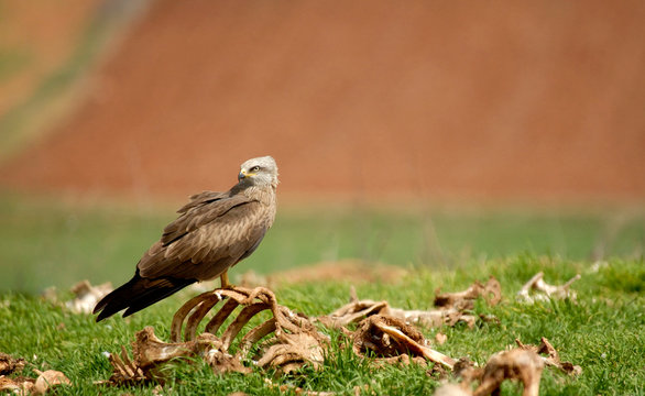 Milanos en la naturaleza